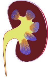 kidney | Greg's Small Engine 